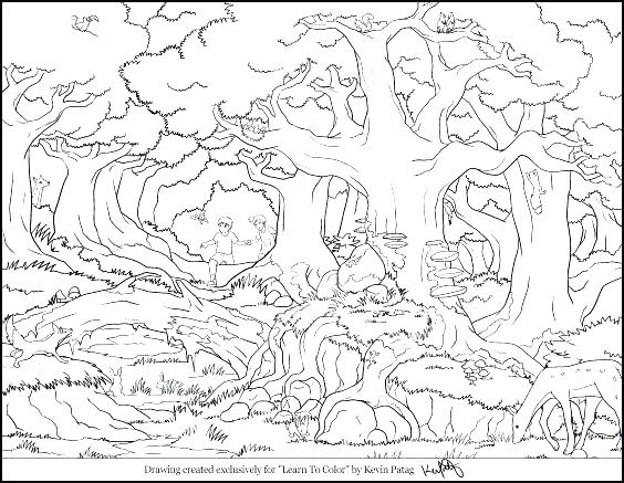 564x437 Rainforest Coloring Page Coloring Pages Collection Forest Coloring