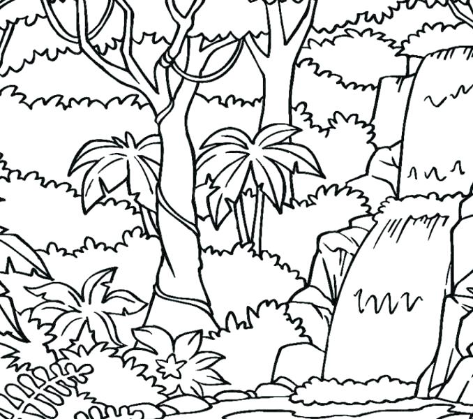 678x600 Rainforest Coloring Pages Coloring Pages Printable Coloring Pages
