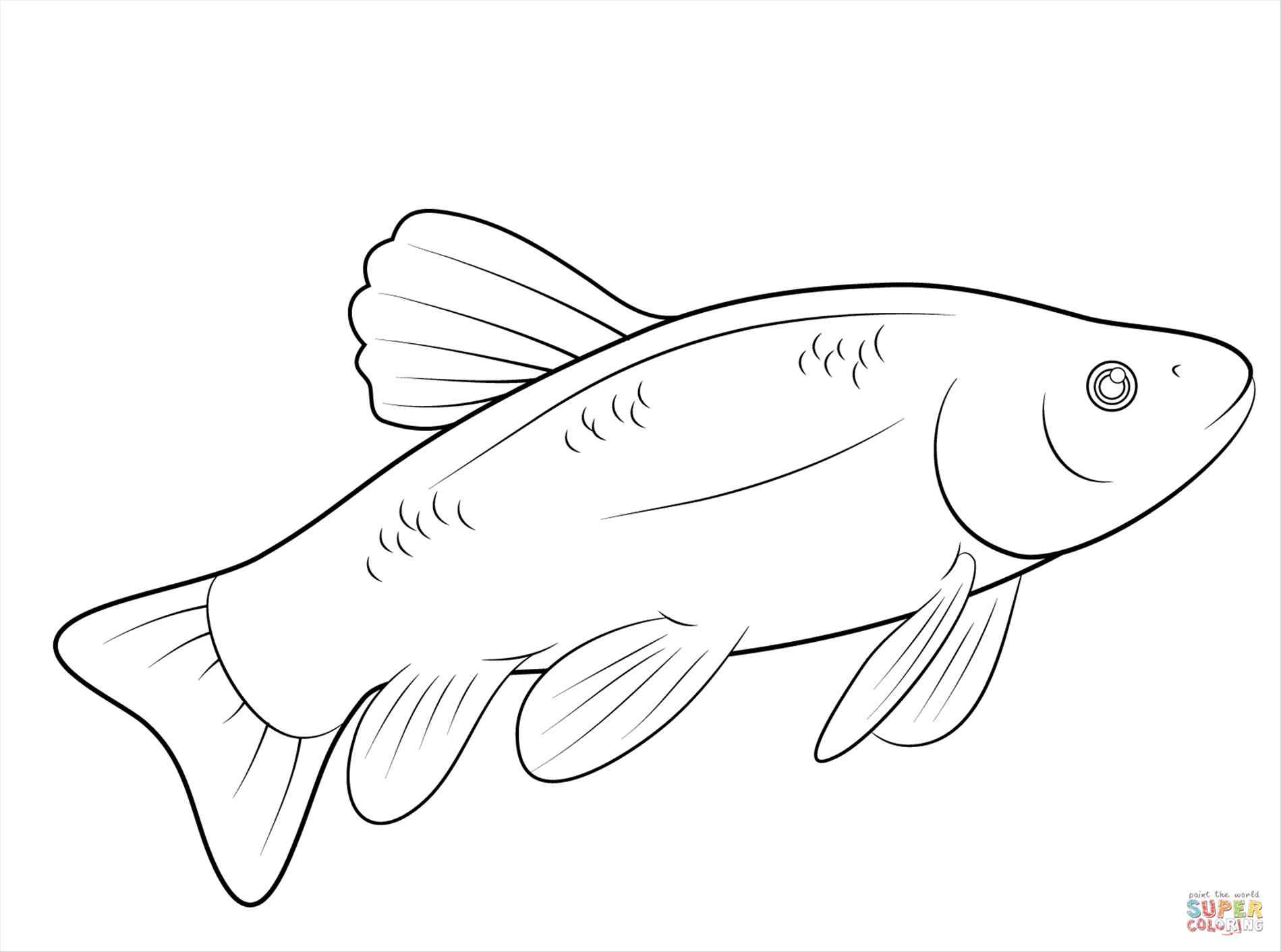1899x1412 Inspiration Wonderful Cutthroat Trout Coloring Page Ideas Example