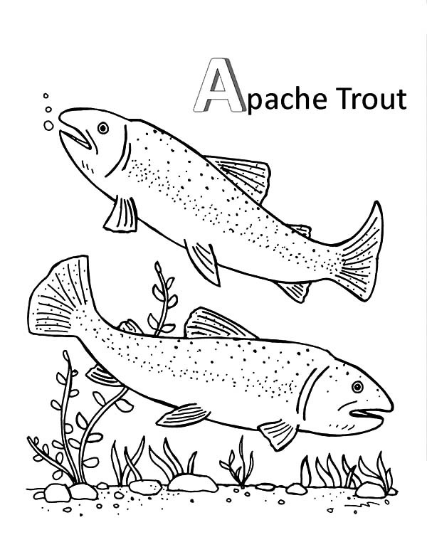 600x776 Apache Trout Mating Coloring Pages Best Place To Color