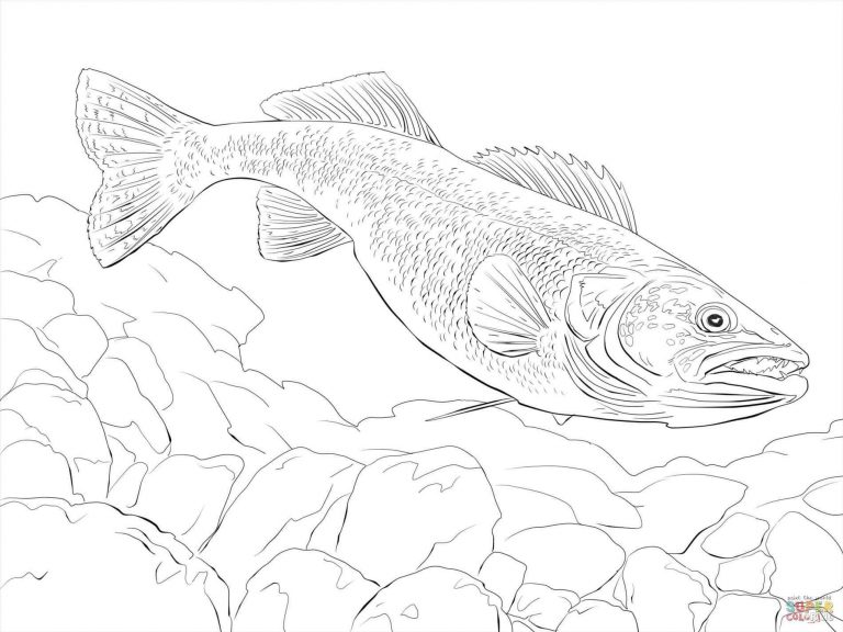 768x576 Coloring Pages Of Rainbow Trouts Copy Curiosity Dash Funy