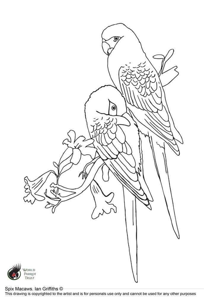 695x1000 Free Colouring Page