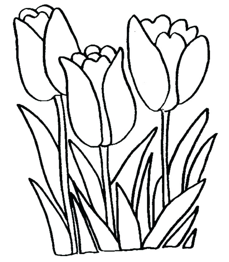 736x842 Tulip Coloring Page Tulip Coloring Pages Tulip Coloring Pages Free