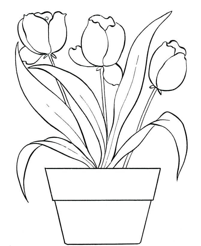 670x820 Tulips Coloring Pages Beautiful Tulips On The Pot Coloring Page