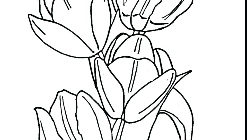960x544 Tulips Coloring Pages Tulip Coloring Page Seven Tulips Coloring