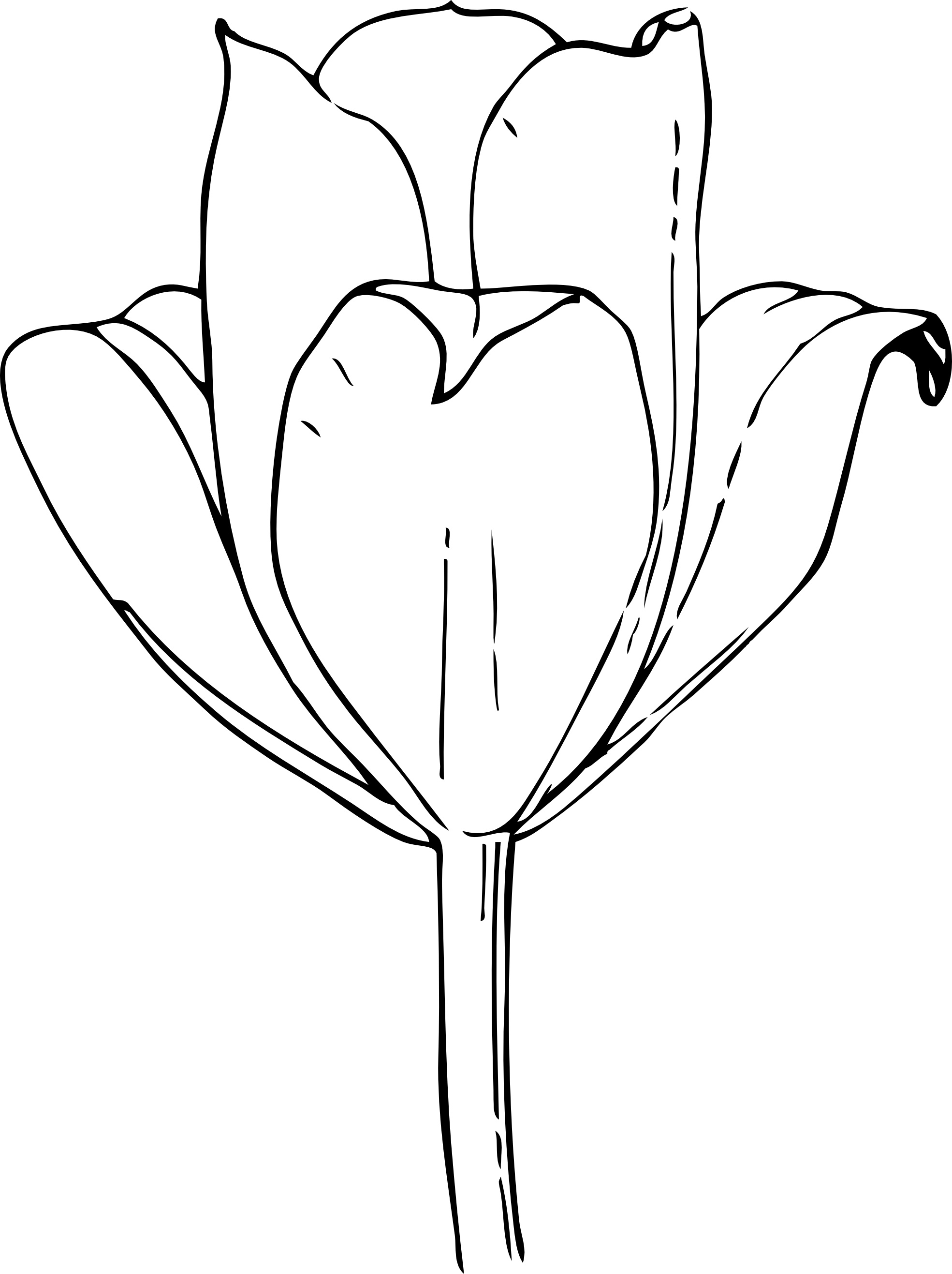 1969x2633 Free Printable Tulip Coloring Pages For Kids