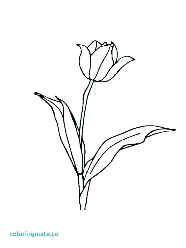 Tulip Flower Coloring Pages at GetDrawings | Free download