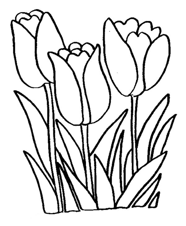 600x728 Tulip Flower Coloring Page