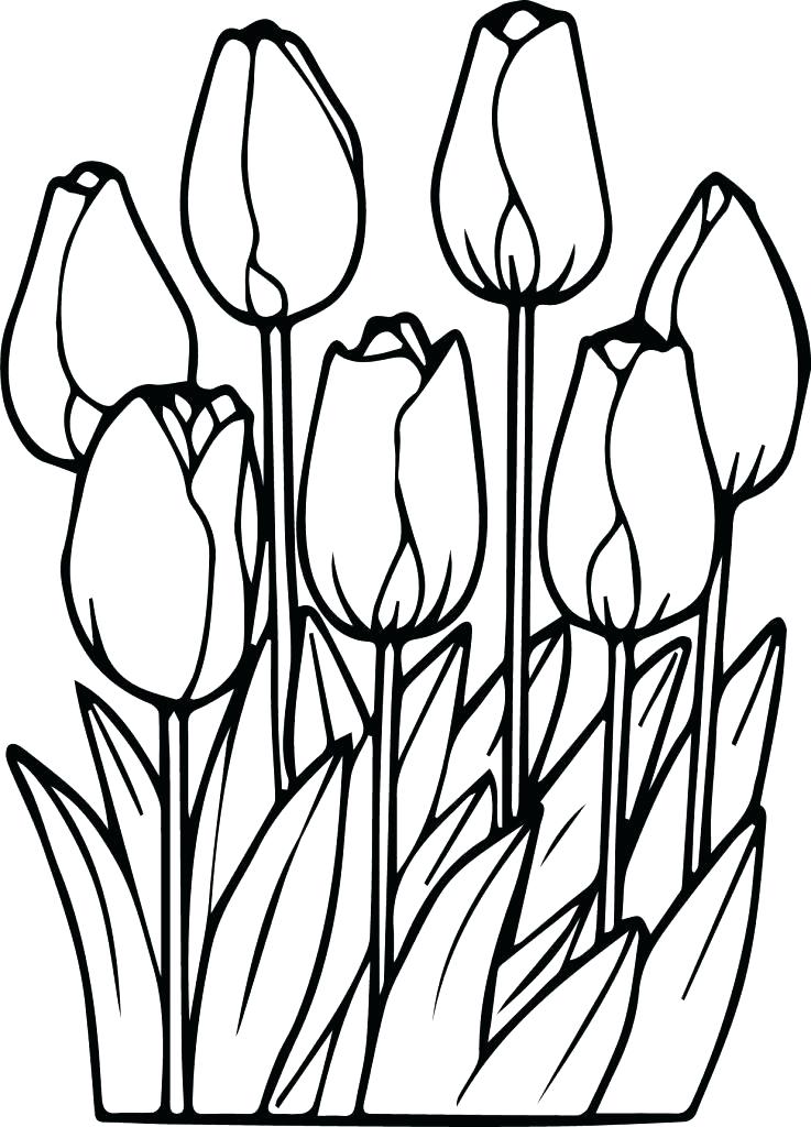 Printable Tulip Coloring Pages - Printable Templates