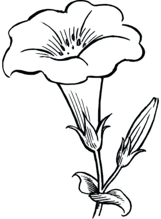 530x723 Coloring Pages Tulips Shared