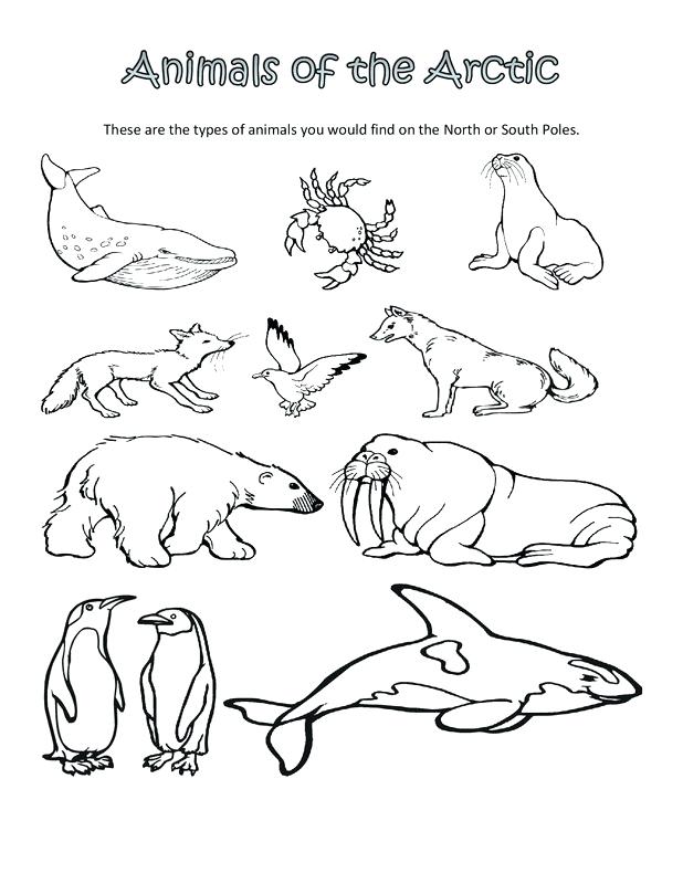 618x800 Arctic Animals Printable Coloring Pages