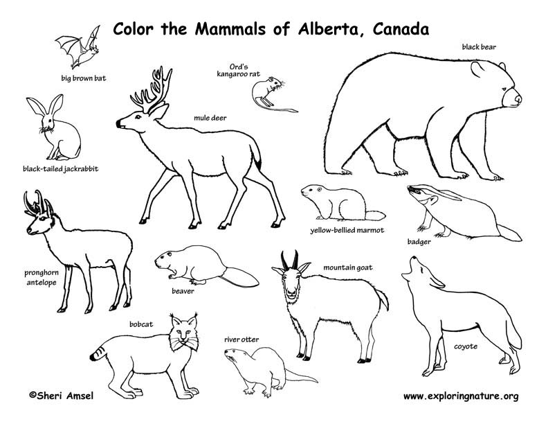 792x612 Coloring Pages Canadian Animals Tundra Animals Coloring Pages