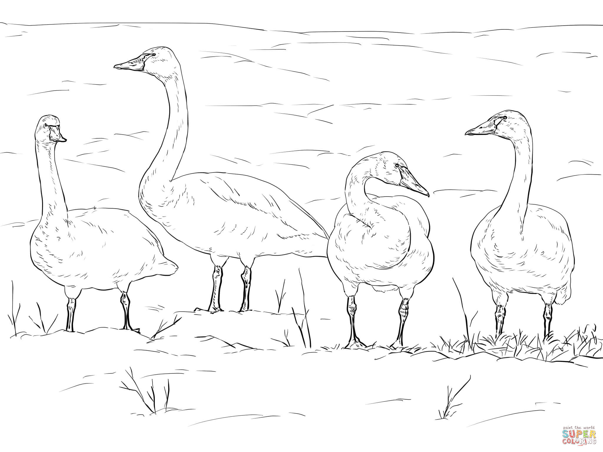 2048x1536 Coloring Pages Of Tundra Animals