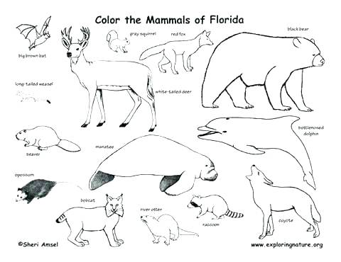 480x370 Mammal Coloring Pages Animals Coloring Pages Printable Coloring