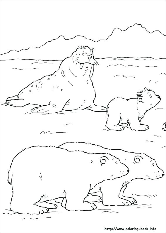 567x794 Arctic Animals Coloring Sheets Find The Arctic Animals Coloring