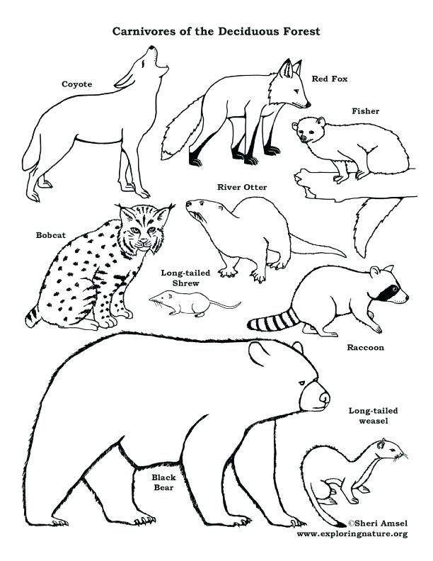 612x792 Awesome Food Chain Coloring Pages Or Food Chain Coloring Pages Id