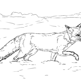 268x268 Coloring Pages Tundra Animals Archives