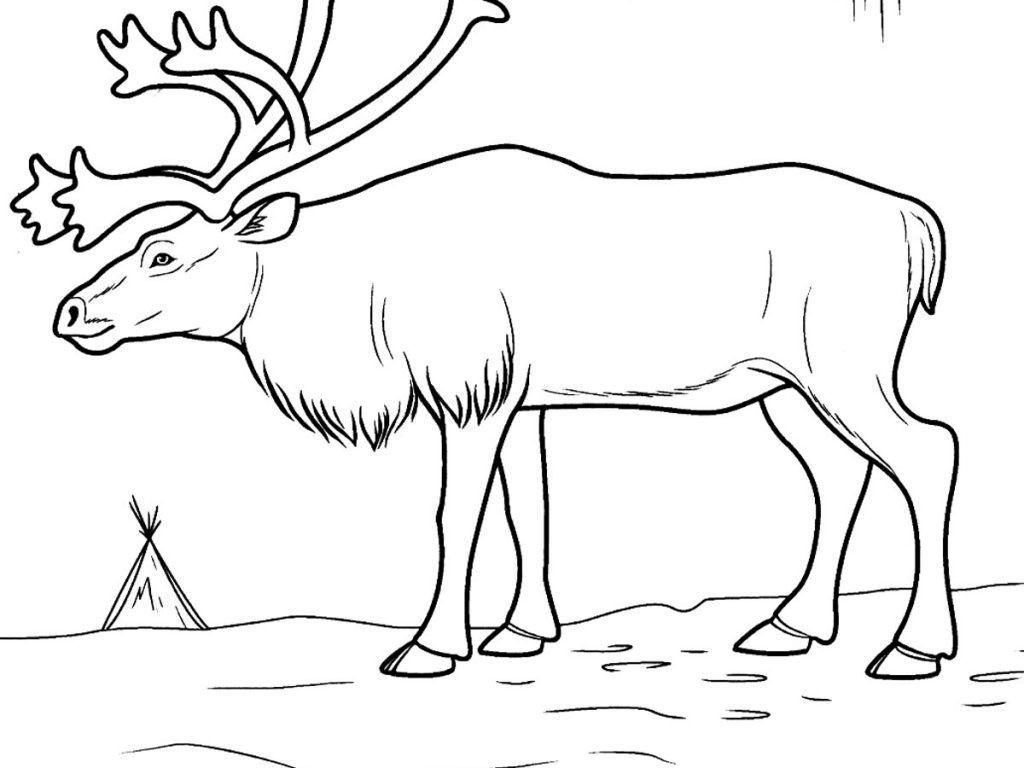 1024x768 Tundra Animals Coloring Pages