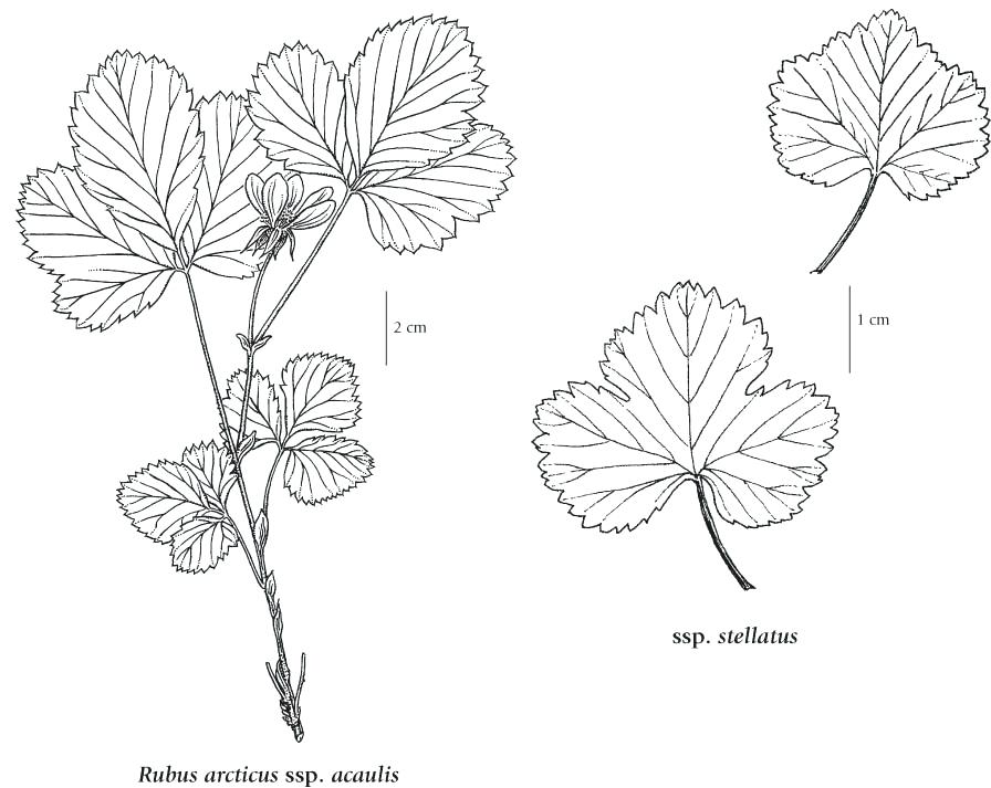 896x713 Tundra Animals Coloring Pages Arctic Tundra Plants Coloring Pages