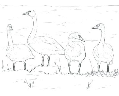 400x322 Tundra Animals Coloring Pages Coloring Trend Thumbnail Size Tundra