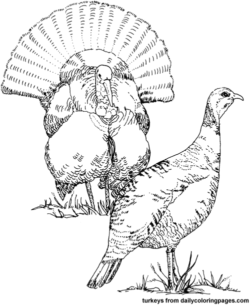 500x609 Coloring Pages Directory Coloring Pages Turkey