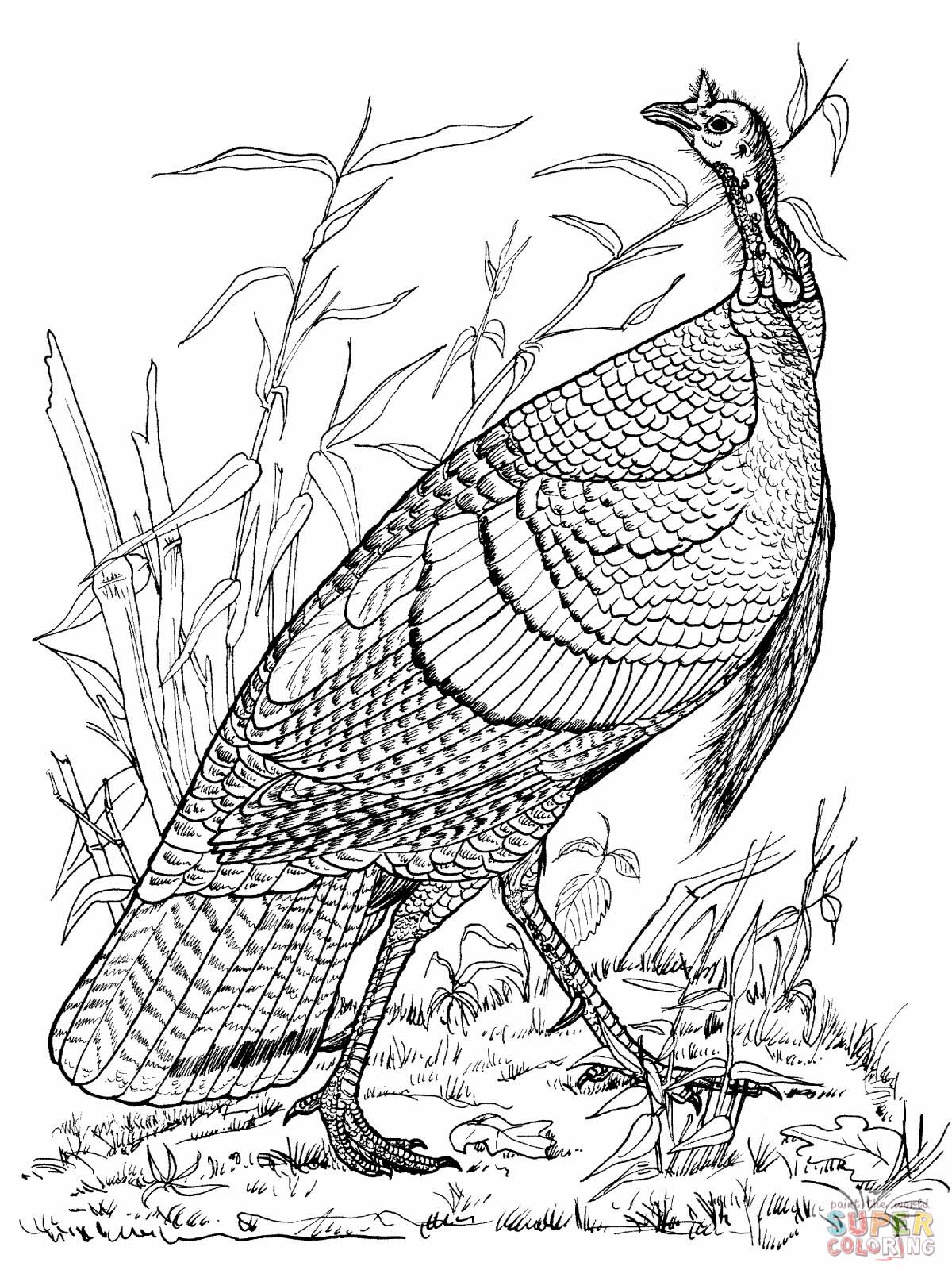 1200x1600 Wild Turkey Coloring Page