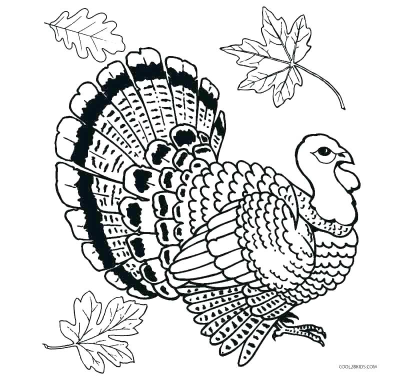 800x766 Free Printable Turkey Coloring Pages Preschool For Tiny Print Free