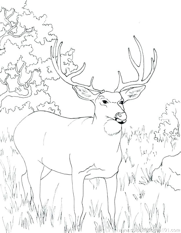 626x806 Hunting Coloring Pages Elk Coloring Page Coloring Pages Deer Head