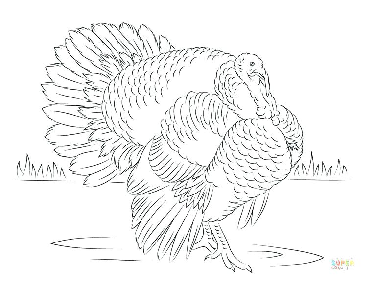 768x594 Turkey Color Pages Turkeys To Color Printable Wild Turkey