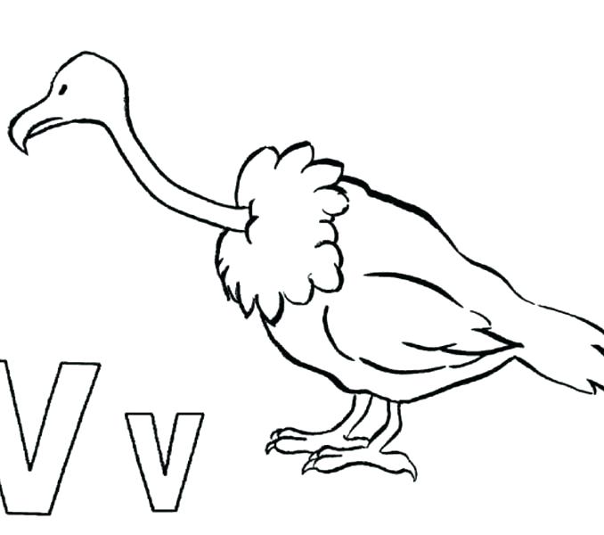 678x600 Turkey Vulture Coloring Pages Kids Coloring Best Vulture
