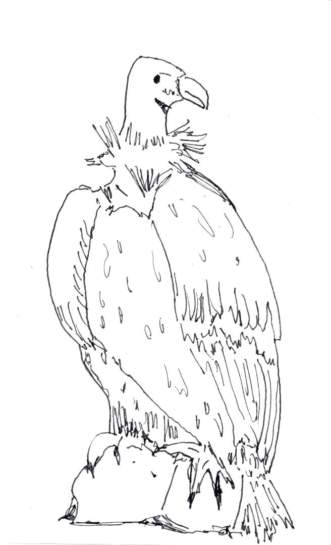 656x1078 Vulture Coloring Pages Drawn Turkey Vulture Cute Pencil
