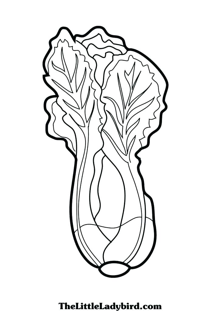 724x1024 Lettuce Coloring Page Lettuce Coloring Page Lettuce Image Lettuce