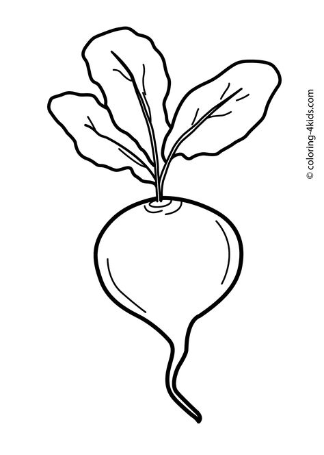 474x664 Beet Line Drawings