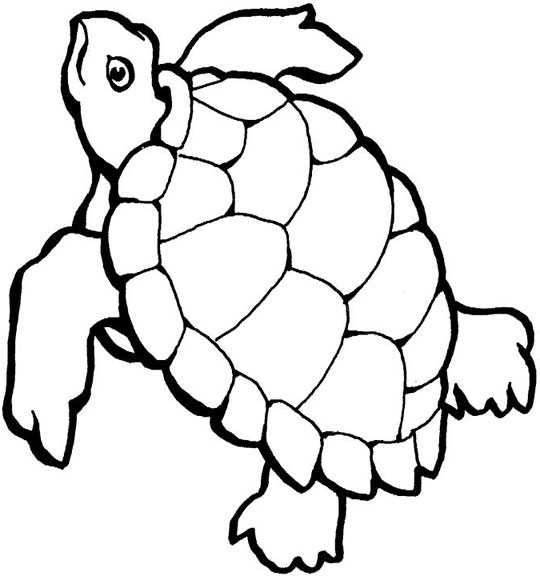 540x576 Sea Turtle Coloring Pages