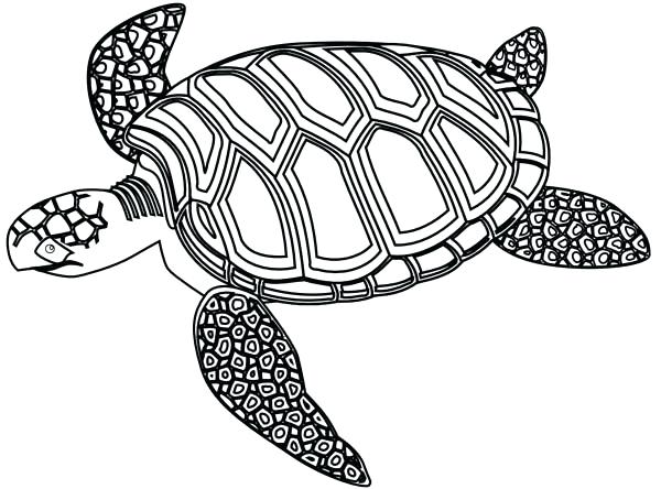 600x444 Turtle Coloring Page
