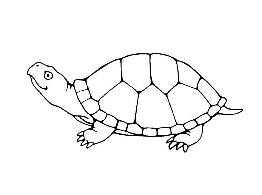 871x647 Turtles Coloring Pages Printable Sea Turtle Coloring Pages