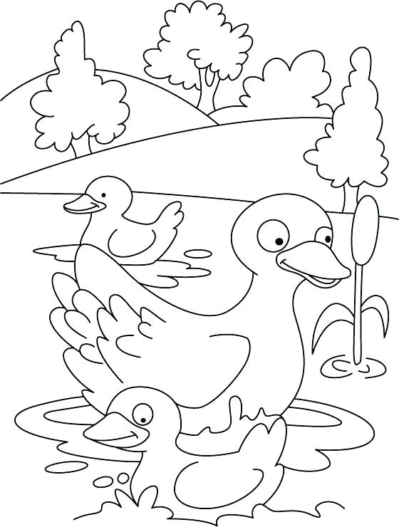 560x740 Pigeon And Duckling Coloring Pages Ugly Duckling Coloring Page