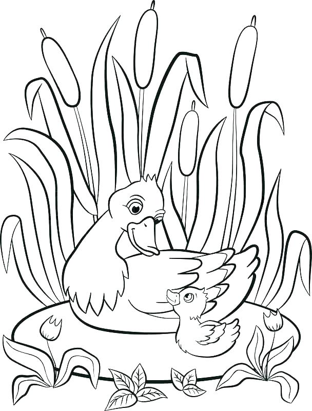 608x800 Ugly Duckling Coloring Pages Duckling Coloring Pages Pond Coloring
