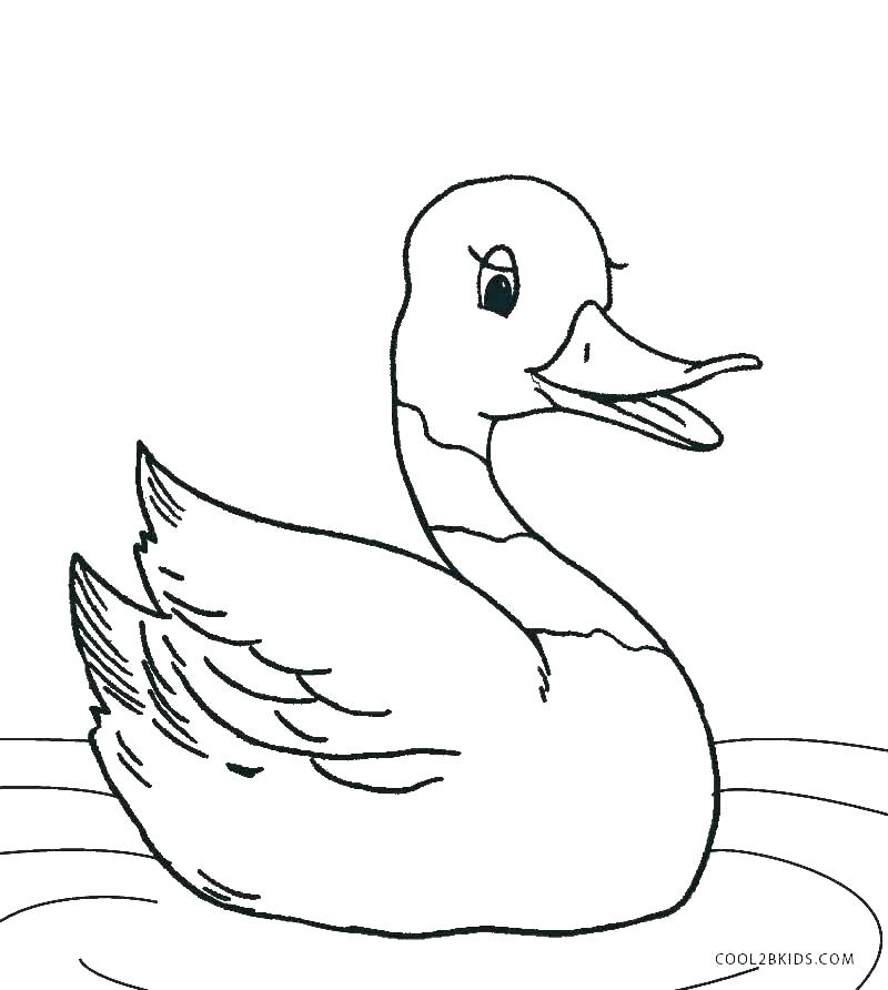 800x892 Duckling Coloring Page Duckling Coloring Page Duckling Coloring