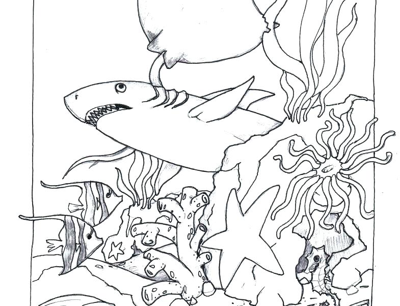 785x600 Ocean Animals Coloring Pages For Adults Realistic Ocean Animal