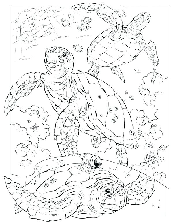 600x776 Sea Shell Coloring Page Sea Shells Coloring Pages Under Sea