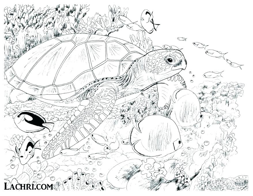 878x679 Underwater Coloring Page Adult Coloring Pages Turtle Underwater