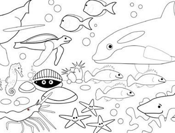 678x514 Under The Sea Colouring In Pages Coloring Page