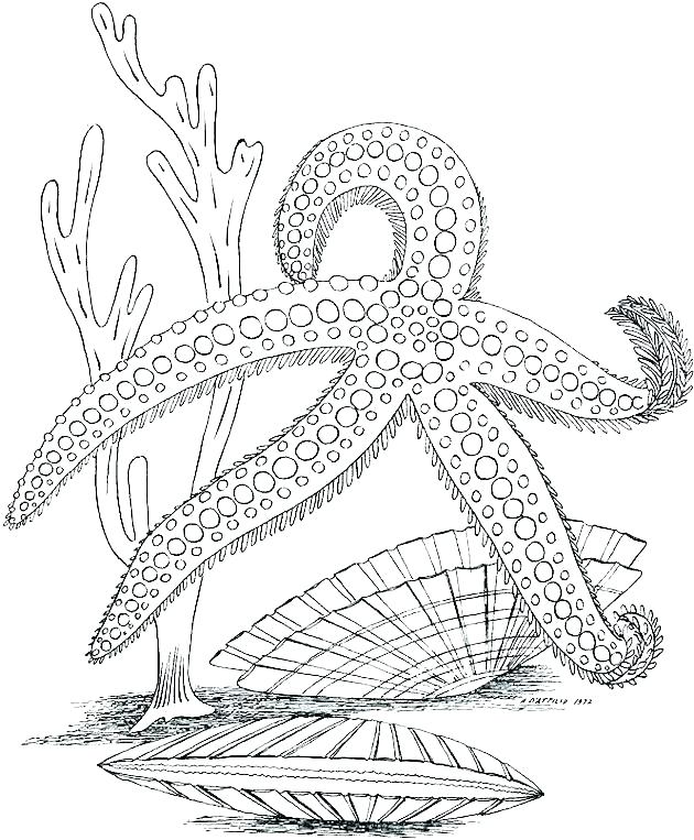 630x763 Ocean Coloring Book Plus Coloring Pages Of Ocean Animals Ocean