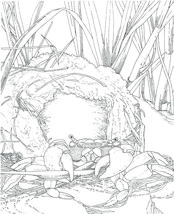 583x720 Ocean Coloring Page Ocean Coloring Page Simple Ocean Coloring