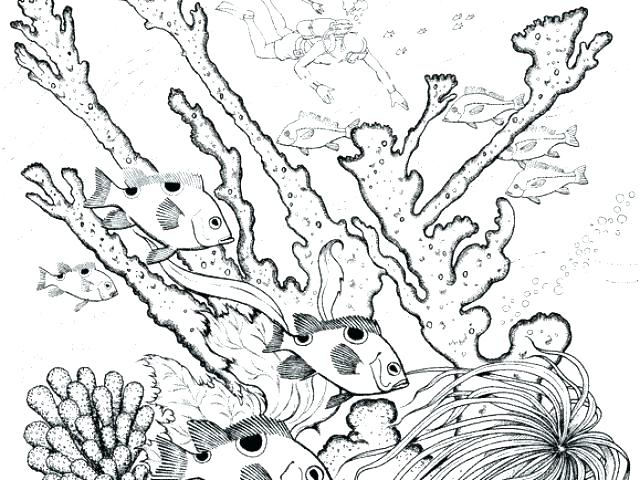 640x480 Underwater Coloring Page Underwater Animals Coloring Pages Stock