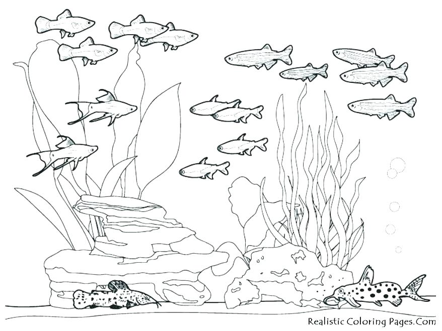 878x659 Sea Creatures Coloring Pages Underwater Coloring Page Underwater