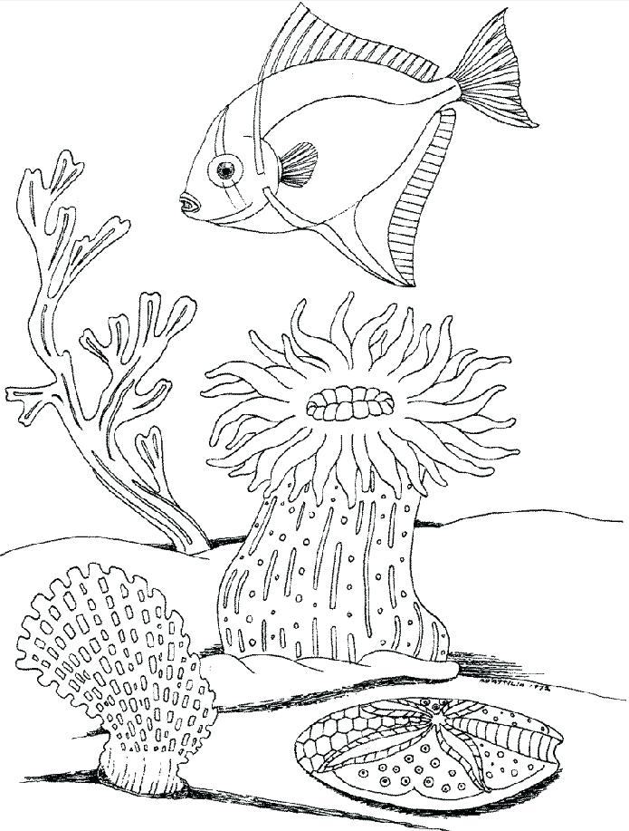 695x917 Underwater Coloring Pictures Trend Underwater Coloring Pages