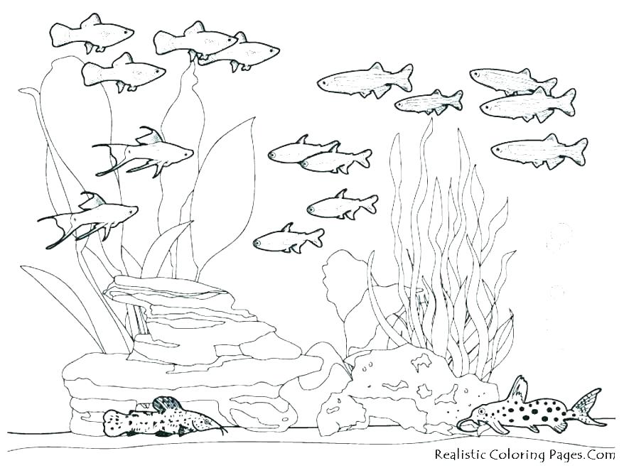 878x659 Underwater Sea Creatures Coloring Pages
