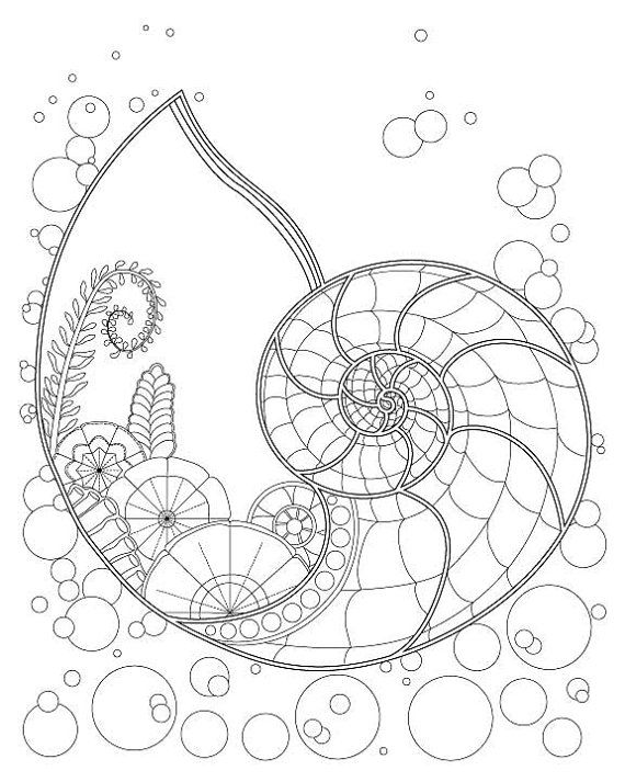 570x713 Fantasy Nautilus Shell Underwater Plant Coloring Page For Adults